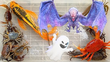 Kem Ốc Chanel cứu con cua, con cá, con mèo, con vịt bị con dơi bắt. Ăn kẹo bàn tay ngày Halloween.