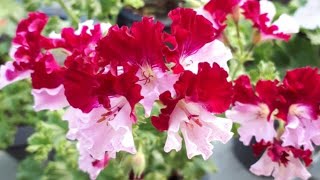 #유럽제라늄 #분갈이하지않아도되는 예쁜제라늄 #국내변종제라늄 #베고니아#콴탁 외~~#010 6836 6044  문자주세요