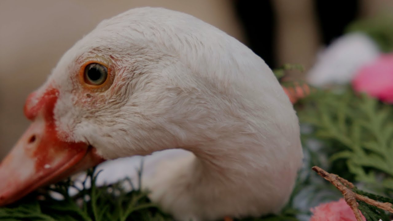 Sobůlské hody 2024- dlouhá verze 4K