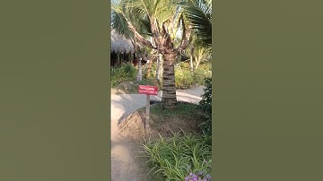 Độc lạ cây dừa có tới mười hai nhánh.Cảnh Quê Đẹp @CaMauNTV