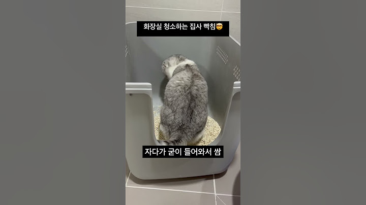 집사가 어이없는 순간🤯 #집사 #반려묘 #고양이 #스코티쉬폴드 #어이없어 #고양이모래 #고양이화장실 #cat #공감