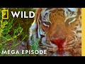 Epic Animal Wars | Animal Fight Night S2 &amp; S6 MEGA Episode | Nat Geo Animals