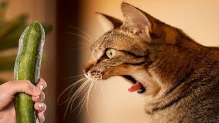 Katter Rädda För Gurkor - Katter Vs Gurkor - Roliga Katter 2016