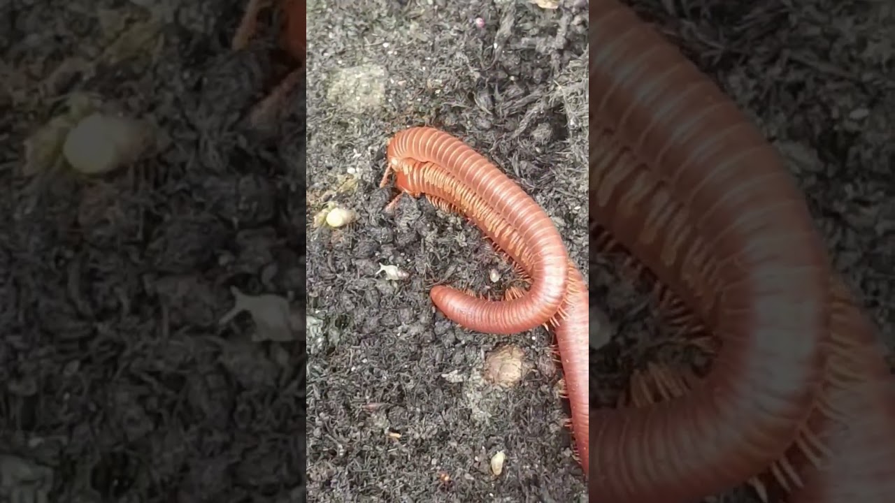 love in millipede 