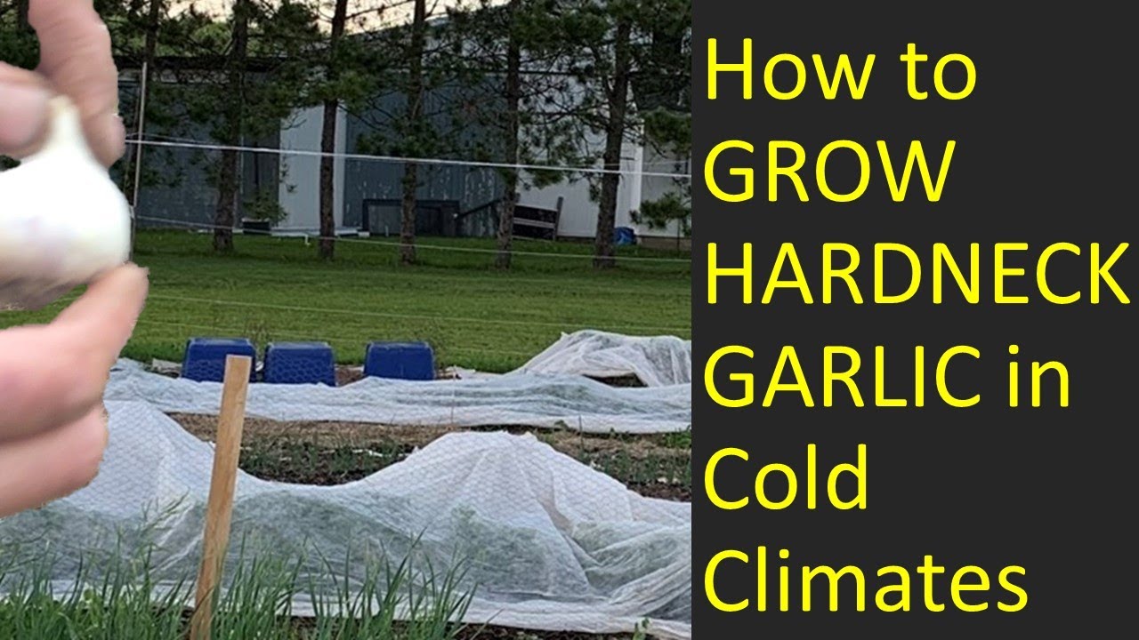 How to GROW YOUR OWN GARLIC in zone 3 YouTube