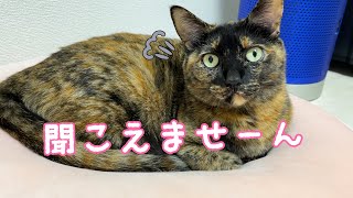 寝るときだけはパパの言うことを聞かないサビ猫モモちゃん