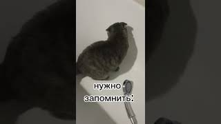 Чего так сложно понимать женщин!? всë очень просто! #кошка #животные #юмор #мими