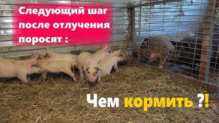видео: Чем кормить после отлучения поросят || Почему всех в сарай с выгула загнал картинка: Чем кормить после отлучения поросят || Почему всех в сарай с выгула загнал