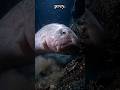 Blobfish vs. Predator: Who actually wins? #shorts #usa #viralshorts