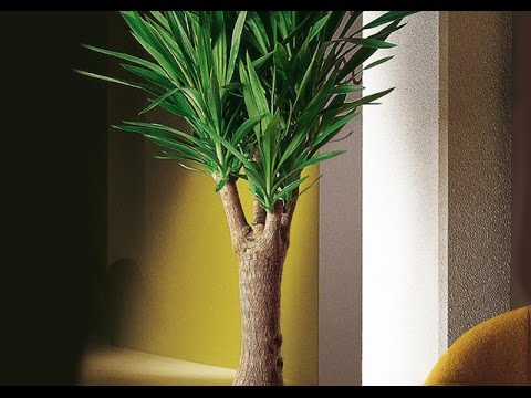 Видео: Yucca Baccata Info - Как выращивать банановые растения юкки