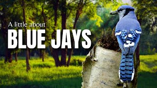 A Little about the BLUE JAY | Fun Facts
