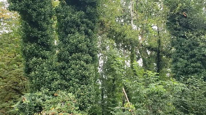 How invasive English Ivy kills trees and spreads over Yards, Open Spaces, Nature Parks, and Forests.