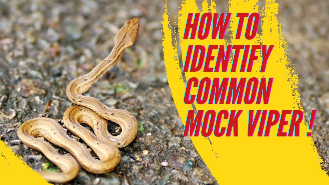 Important things to know about Common Mock Viper