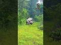 Unbelievable! 🦏 Rhinos Bonding in Jungle Love