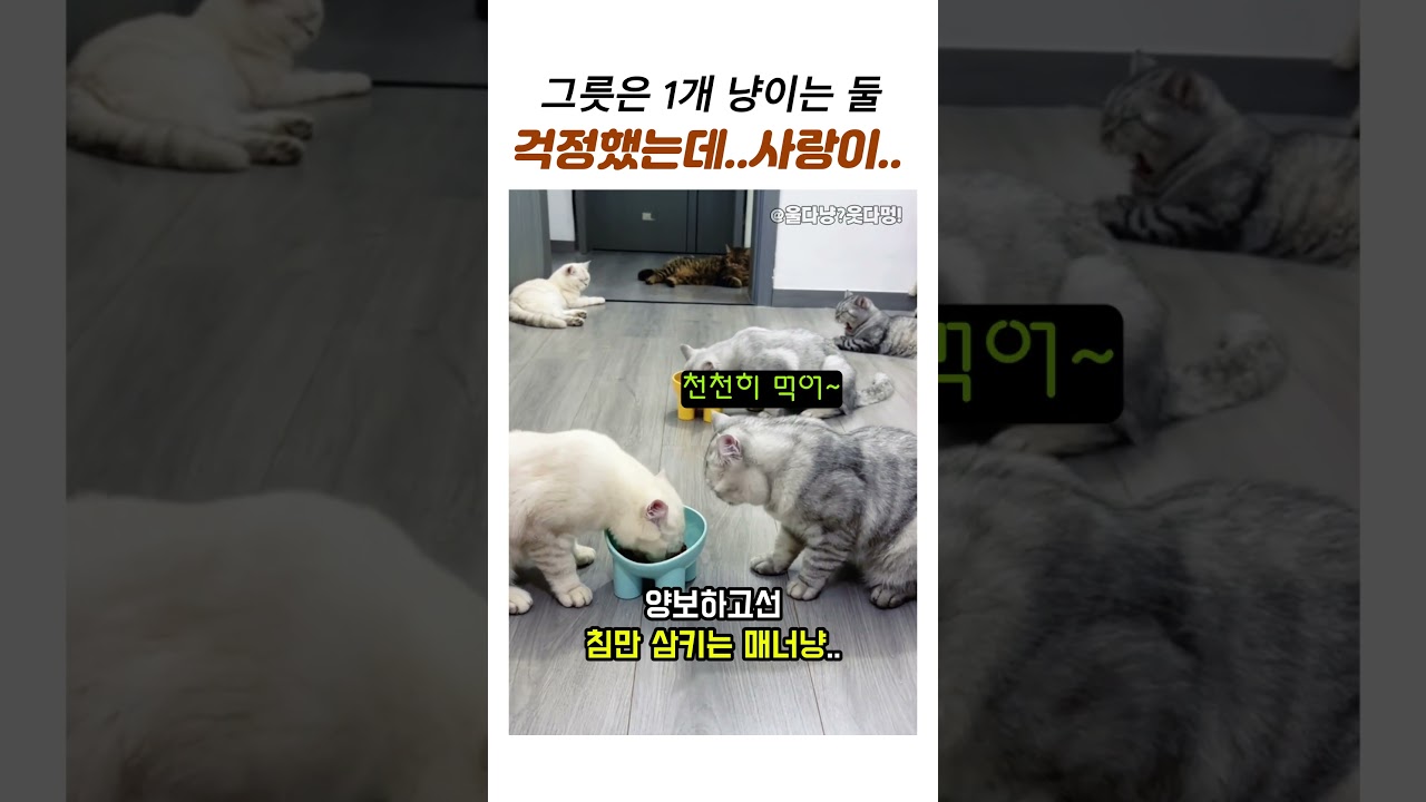 걱정했는데 고양이의사랑이보인다