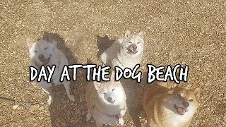 Dog day at the Beach! by SachiPlay 190 views 7 years ago 4 minutes, 30 seconds