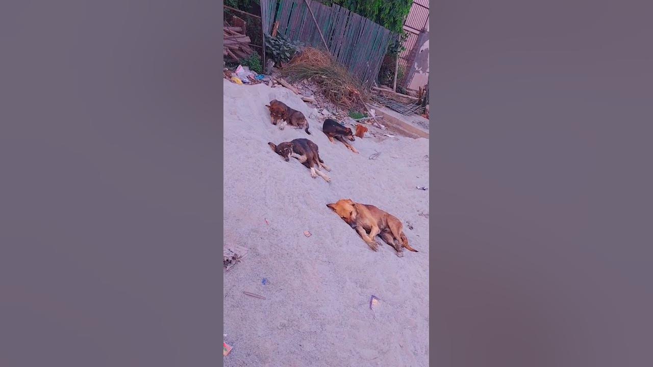 dog song YouTube