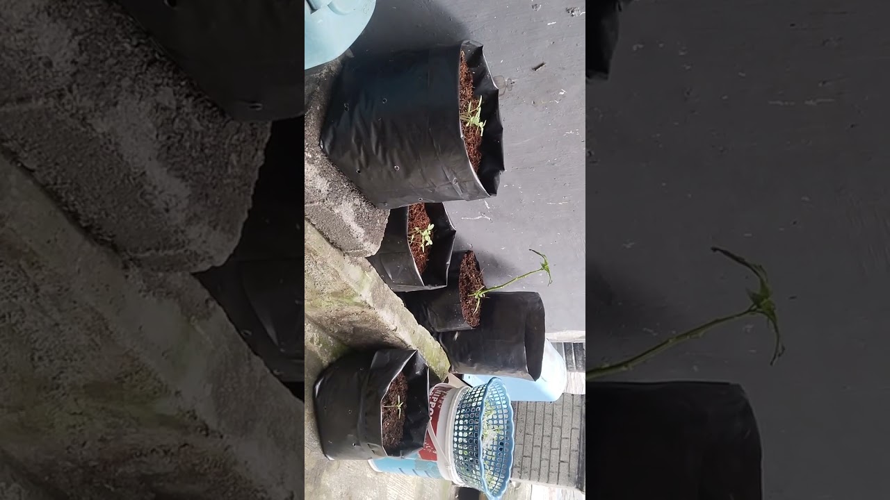 Day 2 melihat kebun ku🤗🤗🤗 jika kalian ingin melihat tanaman yang ku tanam lihat di deskripsi ya😉😉