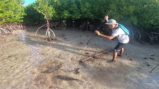 Download Lagu Menombak Ikan di hutan bakau saat air laut surut sore hari, hasilnya langsung dimasak MP3 Download Lagu Menombak Ikan di hutan bakau saat air laut surut sore hari, hasilnya langsung dimasak MP3