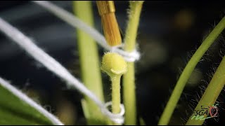 FSGA: Strawberry Pollination