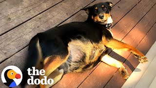 Very Pregnant Dog Has So Many Puppies In Her Foster Home The Dodo