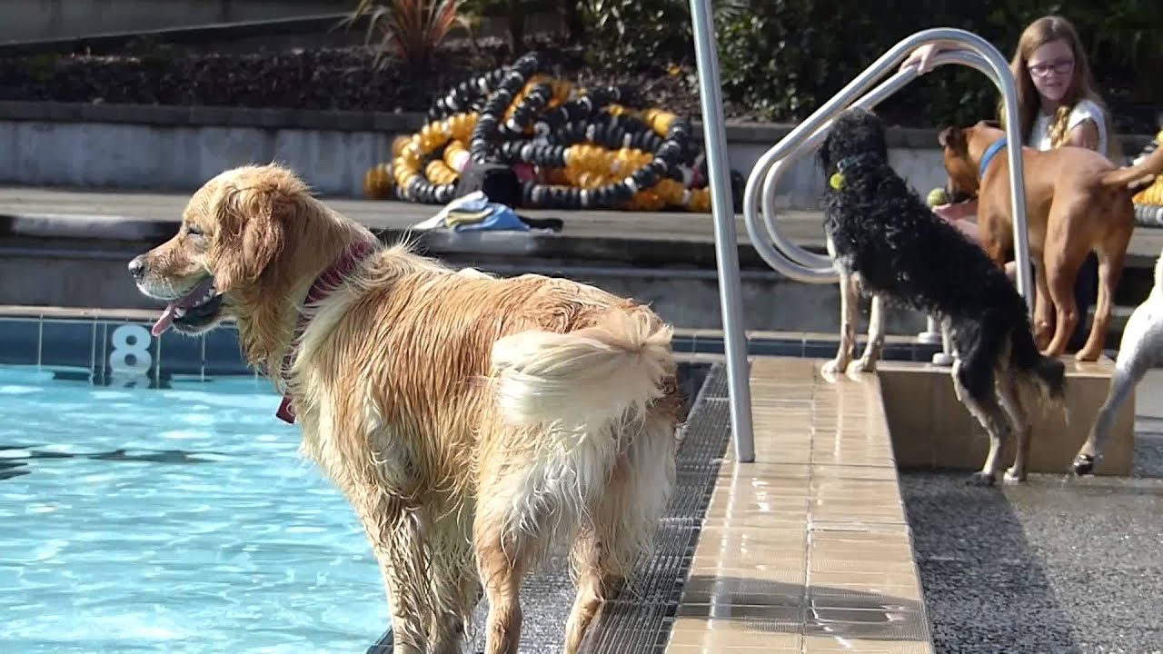 Nayland Pool Dog Splash