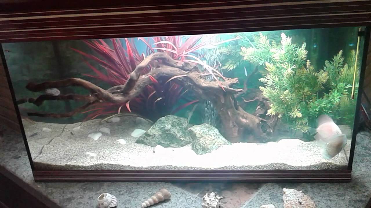 Il mio acquario da 100 litri - YouTube