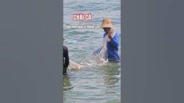 Bác Chài Cá May Mắn - Gặp Đúng Đàn Cá Hàng Nghìn Con #seafishing #fishing #phandalattv