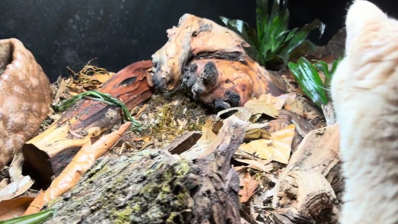 New plants in the ball python terrarium 