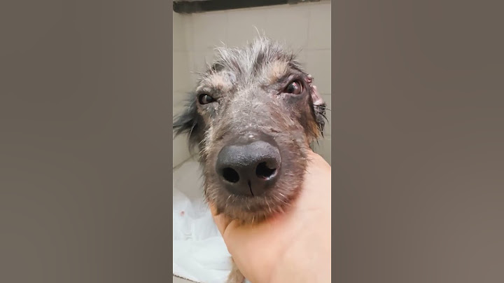 Dieser Hund lebte in einem Metallkäfig und bettelte um Hilfe!