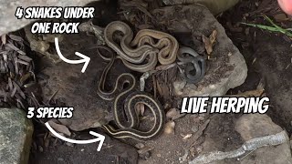 Live Herping in the Finger Lakes finding 7 Snakes | Field Herping New York