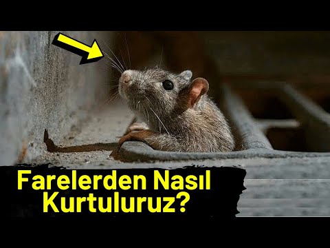 Video: Kemirgenlerden kurtulmak için bazı kurallar. Fare pisliği fare pisliğinden nasıl farklıdır?