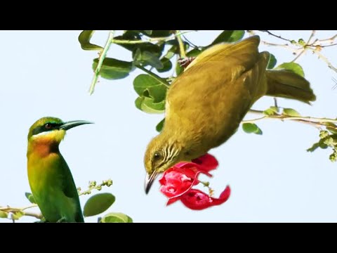 How do birds find their food - Many birds find their food, king fisher, mayna! 225