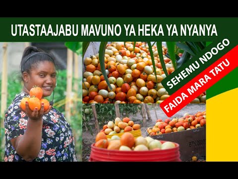 Video: Jifunze Kuhusu Uvunaji wa Cilantro