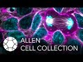 Introducing the Allen Cell Collection