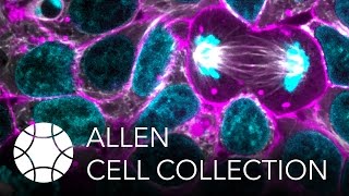 Famous Introducing the Allen Cell Collection Net Worth