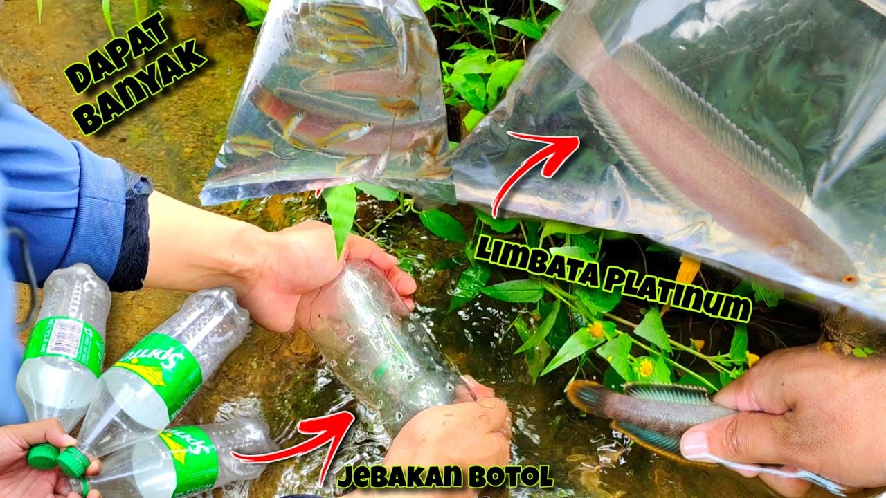 Menangkap Channa Limbata + Ikan Hias Lokal Pakai Jebakan Botol