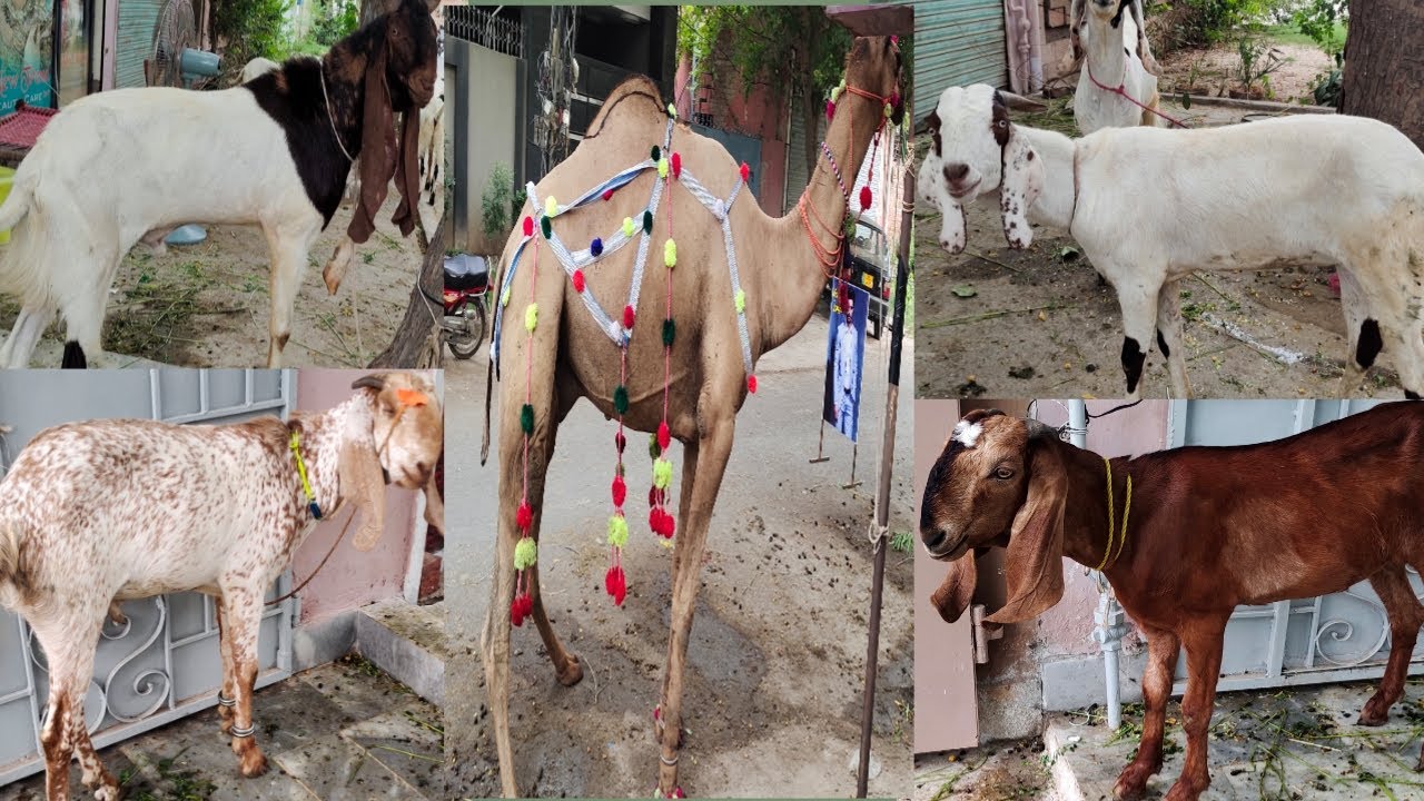 Ami Ky Ghar ki Qurbani ky Janwar | Fatima Cooking Fusion 