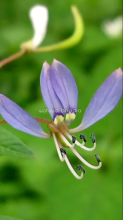 BUNGA EKSOTIS SELAMAT PAGI STORY WA PAGI QUOTES STORY' WA ||WAHYUDI BASKARA