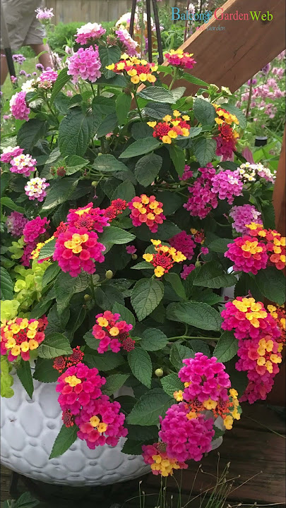 Best Flowers for Full Sun  Heat Tolerant Flowers for Containers #heattolerantplant