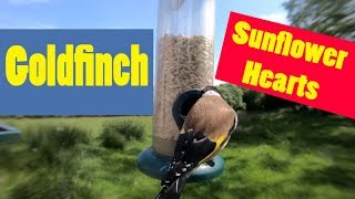 Goldfinch feeding from a Tube peanut seed Feeder in Ireland