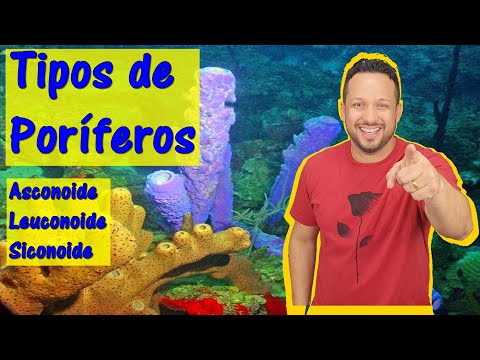 Tipos de Poríferos - Tipos de Esponjas - Asconoide, Siconoide e Leuconoide - Poríferos - Zoologia