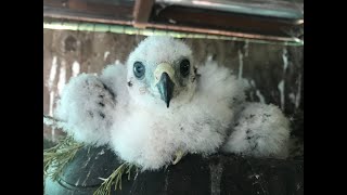 Baby Goshawk,  From Hatch to 60 days in 8 minutes by Trevor Jahangard 20,032 views 3 years ago 8 minutes, 14 seconds