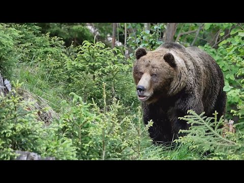 Video: Bežný a nezvyčajný motýľ urtikárie