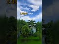 Погода на Ямайке