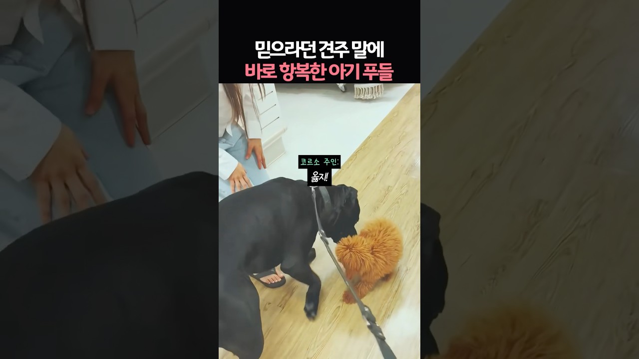 믿으라던 대형견주 말에 바로 항복한 아기 푸들