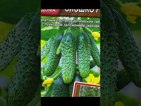Video: 4. zona ēnainā dārzkopība: aukstumizturīgu augu izvēle ēnainam dārzam