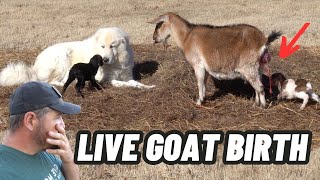 GUARD DOG PROTECTING MOMMA GOAT DURING LIVE BIRTH CAUGHT ON CAMERA