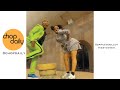 AfroBeats Dance Videos Compilation Part 64 | Chop Daily
