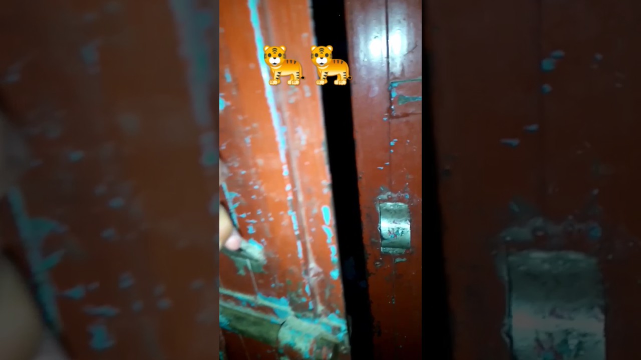 tiger 🐅 near house's 